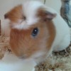 cavia Rambo
