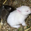 23 februari konijntjes uitsnede