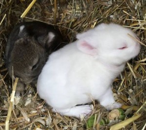 23 februari konijntjes uitsnede