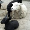 25-mei-schaapjes-en-lammetjes